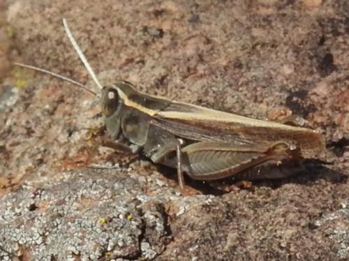 Calliptamus plebeius